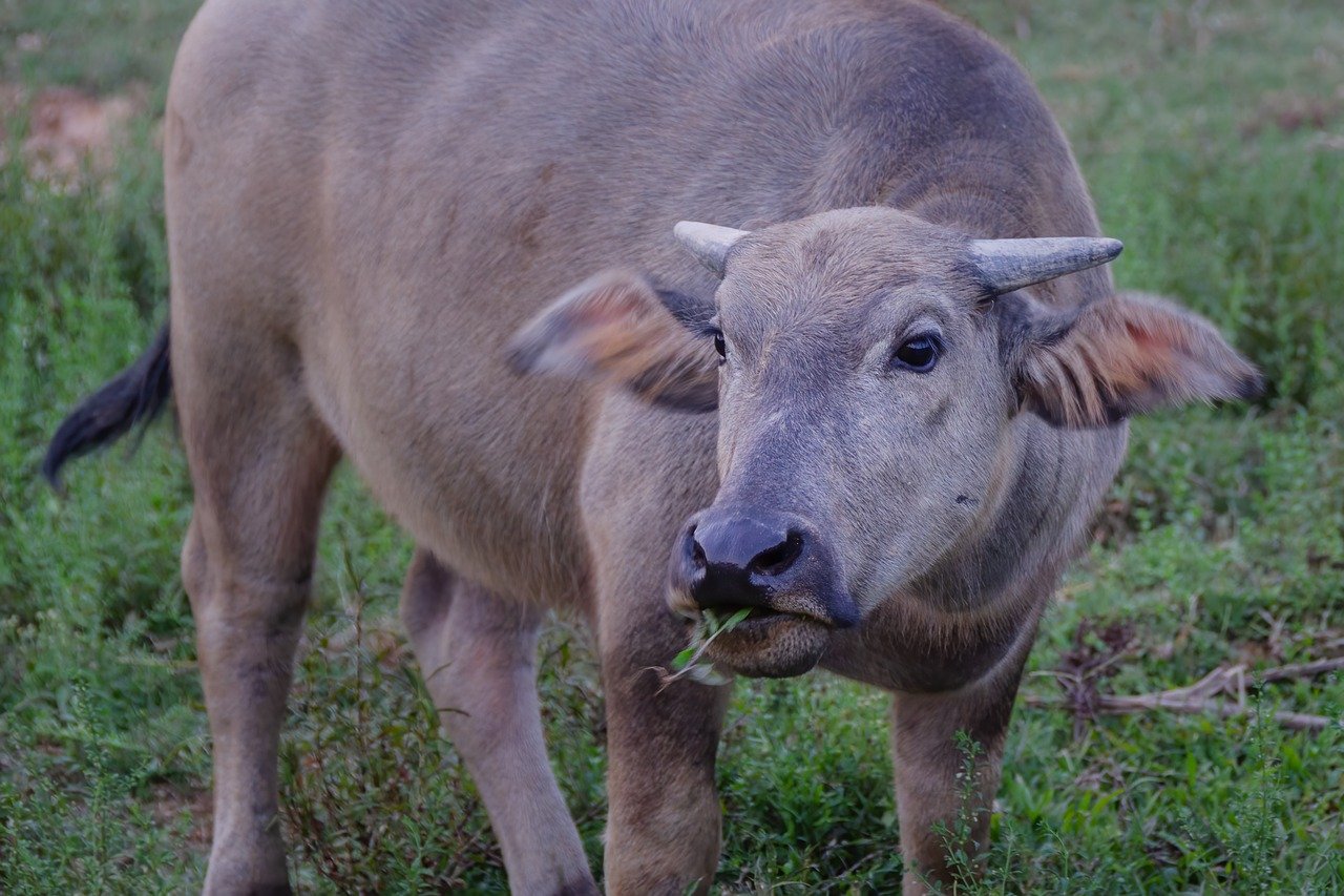 Tips to Prepare and Protect Your Livestock During a Disaster